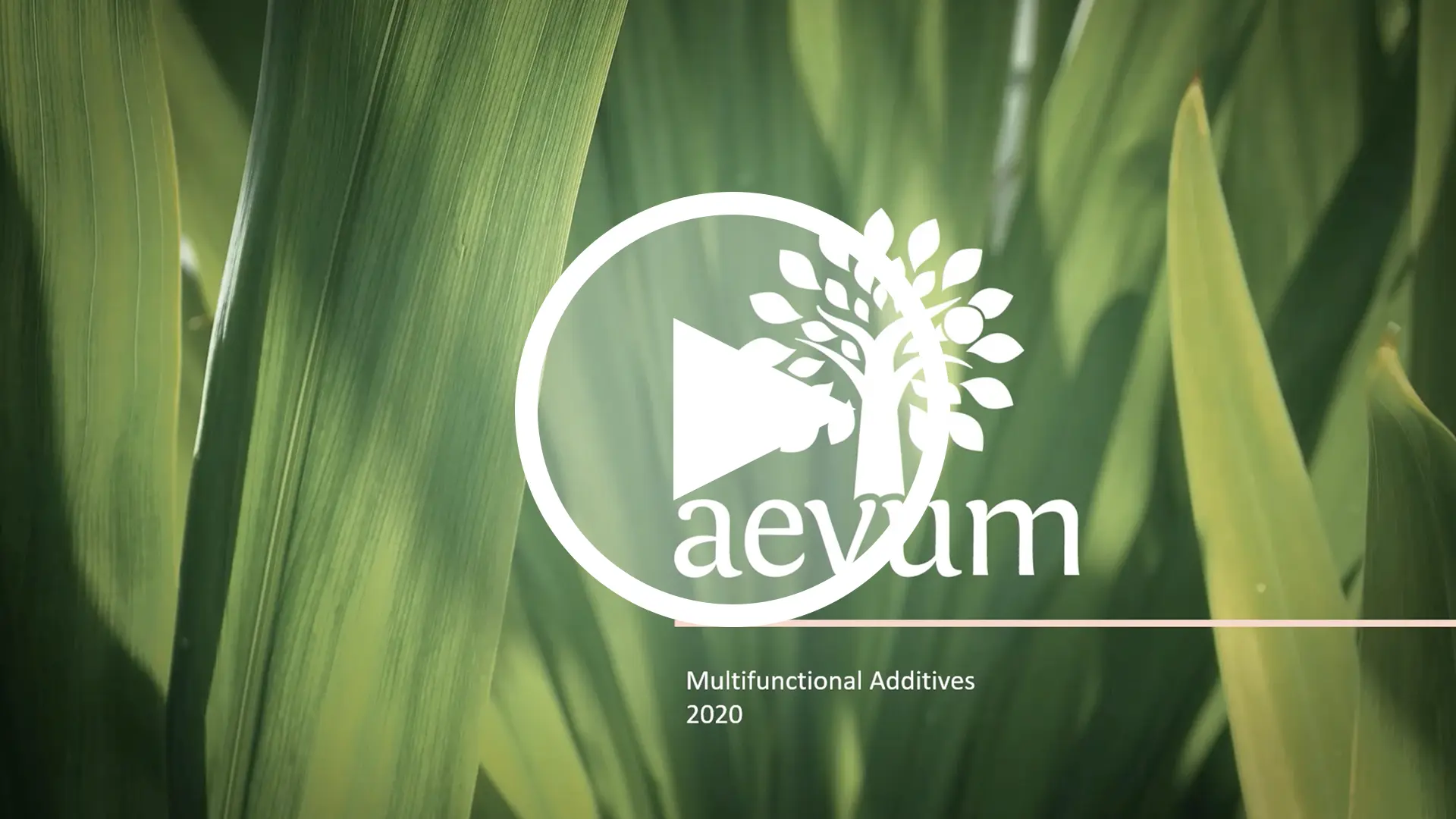 Aevum Vita 532